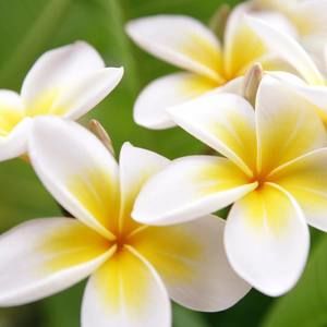 Meet your Posher, Desiree